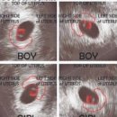 해피세탁전문점 | 임신19주차기록 초음파 태아 성별확인하는 법 내돈내산 잠옷 추천 역류성식도염 메뉴 추천