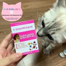(주)알켐바이오 | 고양이유산균추천 : 고양이유산균 알켐바이오인트라젠 고양이면연력 고양이용품추천 강아지유산균...