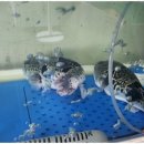 삼호복집 이미지