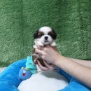 애견왕국 이미지