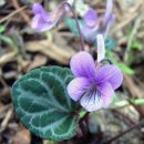 제비꽃 (Manchurian Violet)의 전설과 효능 이미지