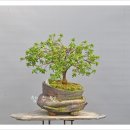 황서
