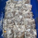 쭈꾸미스타 이미지