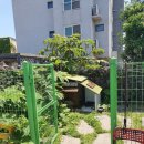 멍멍이 날다 이미지