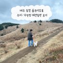 제주오름동물병원 | 제주 동쪽 용눈이오름 주차 가는법 애견동반 후기