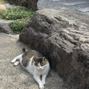 볼수록제주