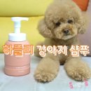 소형견 파장모 푸들 향기좋은 하즐리 강아지샴푸