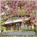 신창제1 공원(풍영) | 서산여행ㅣ4월여행지 추천 전국 겹벚꽃명소 &#39;개심사&#39; 개화시기,포토존 겹벚꽃과 청벚꽃을 만날 수 있는곳