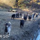 육일농장 이미지