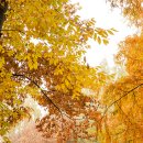 도장공원길 이미지