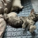 평화종묘사 이미지