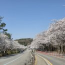 진달래가든 - 영양군 | 서울대공원 벚꽃명소 실시간 개화 포토존 추천 +테마가든 후기