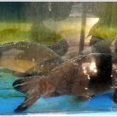 느티나무횟집 이미지