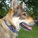 도그인 그레이 이미지