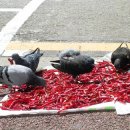 비둘기한국@ 이미지