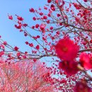 ~평창 오대산,소황병산,삼양축산 일대 설산 산행을 다녀와서~ 이미지