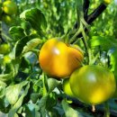 서영농장 이미지