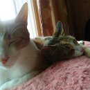 약초동물병원 이미지