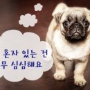삼포동물병원