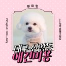랄라 강아지 놀이방&호텔 | 신암동애견미용 미미멍 동대구역 신세계백화점 근처 강아지 달목욕 호텔 놀이방