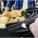 (주)케이클럽 | 🐶 2025 메가주 케이펫페어 일산 : 방문 후기