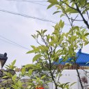 수수꽃담 이미지