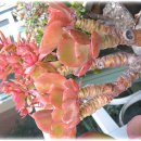 메르디안 이미지