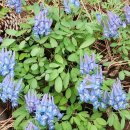 비단향꽃무 이미지