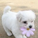 예쁜강아지 이미지