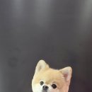 루이스독 이미지