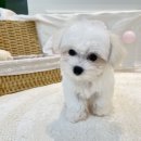 강아지고양이유기견무료말티푸랙돌먼치킨포메라니안 | 용인강아지분양 고민이라면 건강관리까지 꼼꼼한 펫아미 방문 후기