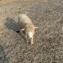 유림-1155 | [여행] 가평 양떼목장 먹이주기 체험 후기