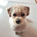 펫스 | 펫스 강아지수제간식 댕프레이크
