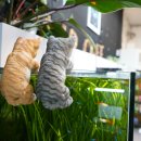 VIP아쿠아카페 이미지