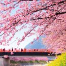 대한민국 일본군 시즈오카리 실시간 벚꽃 이미지