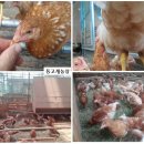 등고개농장 이미지