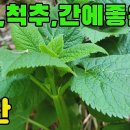 한국의 약용식물(속단)-골절,척추,강장,간기능에효능있는 산나물 조회수 4.7천회 3년 전 이미지