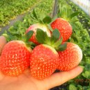 한솔이네농장 이미지