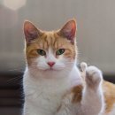 네네치킨.네네피자 이미지