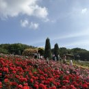 도당중학교 | 부천 도당공원 백만송이장미축제 후기 🌹