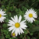 구절초로 이미지