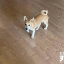 준꼬