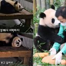 난다판다 이미지