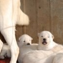 산들 강아지 이미지