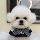 뽀프퍼피 이미지