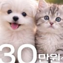 김해 강아지분양 고양이분양 똥강아지 이미지