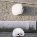 멈무