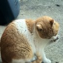 유성떡집 이미지