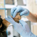 리베동물메디컬센터 이미지