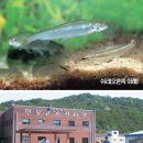 경북수산자원개발연구소민물고기연구센타 국민일보